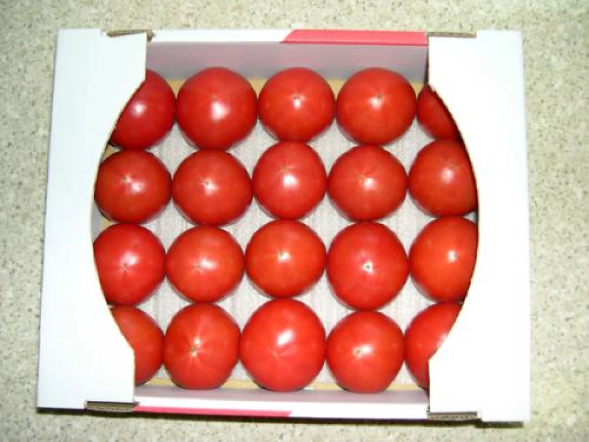 フルーツトマト　20ヶ入り 　1月下旬以降発送